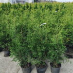 100stk Thuja Brabant 80-100cm