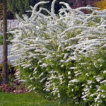 098 | Spiraea cin. Grefsheim 10-30cm
