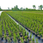 100stk Thuja Smaragd 20-40cm