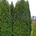 100stk Thuja Brabant Premium 200-250cm