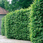 Agnbøk - Carpinus Betulus 50cm+