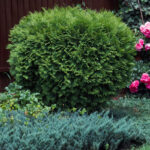 Kuletuja - Thuja occidentalis Little Giant | Co 20