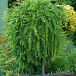 042 | Larix decidua Pendula | Co 20