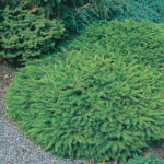 Fugleredegran - Picea abies Nidiformis | Co 20