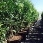 Thuja Brabant 120-140cm