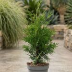 Thuja Brabant 40-60cm