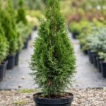 Thuja Smaragd 40-60cm