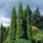 Thuja occ. Columna 100-120 cm