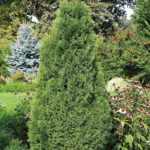 112 | Thuja occidentalis Holmstrup | Co5 | 80-100 cm
