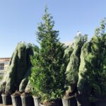 Thuja Brabant 300cm PREMIUM