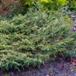 022 | Juniperus communis Spotty Spreader | Co 2-3