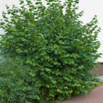 011 | Corylus avellana | Co 2-3