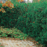 Barlind - Taxus Hillii 40-60cm (uten giftige bær)