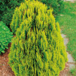 131 | Thuja orientalis Aurea Nana | Co2