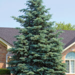 068 | Picea pungens Glauca | Co 2