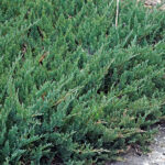 Juniperus horizontalis Blue Chip | Co 10
