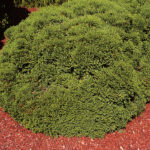Kuletuja -  Thuja occidentalis Hoseri | Co20