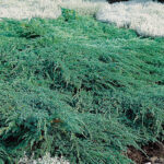 Juniperus squamata Blue Carpet | Co 10