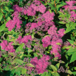 Spiraea japonica Froebelii 10-30cm