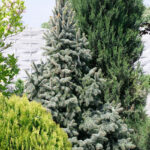 067 | Picea pungens Fat Albert | Co 10