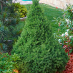 Hvitgran Kjeglegran 20-40cm Picea glauca Conica i 2 liter potte