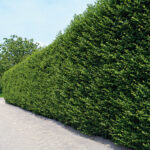 Ligustrum 100cm+