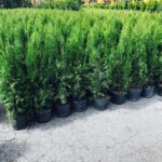 100stk Thuja Smaragd 100-120cm