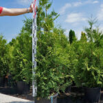 100stk Thuja Brabant 140-160cm