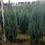 Juniperus Blue Arrow 140-160cm