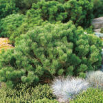Buskfuru - Pinus mugo var. pumilio 5L