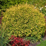 111 | Thuja occidentalis Golden Globe | Co 10