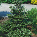 Koreansk edelgran 300cm+ , Abies koreana 300cm+