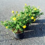 Buskmure Goldteppich -  Potentilla fruticosa 2L