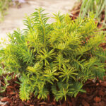 Barlind -  Taxus baccata Summergold (til lave hekker)