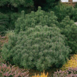 Pinus mugo var. mughus | Co 10