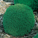Thuja occ. Teddy