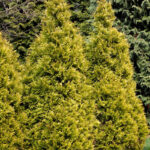 128 | Thuja occidentalis Rheingold | Co2