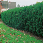 100stk Barlind -  Taxus Hicksii 120-140cm