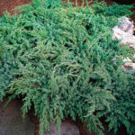 Juniperus squamata Blue Swede | Co 5