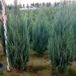 Juniperus Blue Arrow 120-140cm