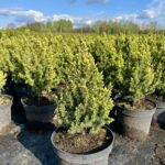 Hvitgran Daisy's White - Picea glauca 2 liter potte