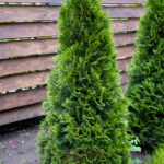 Thuja Smaragd hekk kalkulator- beregn planter, jord og gjødsel